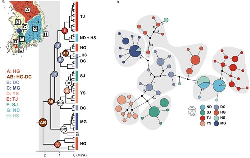 Figure 2. (a) Ancestral distributions of Rhodeus sinensis populations reconstructed based on the two loci of mitochondrial haplotypes (‘cyt b + COI’); the phylogenetic tree for the ancestral area reconstruction was inferred using BEAST with the fossil calibration points for the major clades, and the outgroups were trimmed out to obtain the visual clearance. (b) Median-joining network analysis of R. sinensis haplotypes estimated using ‘cyt b + COI’; the numbers on the branches in the network represent the mutation steps.