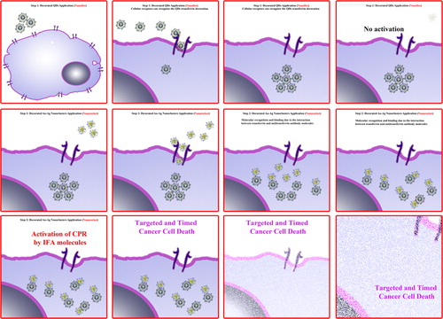 Figure 2. Interaction of transferrin decorated QD-CPR and IFO decorated and antitransferrin antibody conjugated Au-Ag multiplexed nanostructures with a cancer cell.