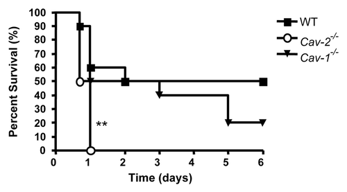 Figure 1 Cav-2-/- mice are more sensitive to a lethal dose of LPS. Mice were injected intraperitoneally with 20 mg/kg of LPS, and the percentage of surviving mice was determined daily for six consecutive days. Cav-2-/- mice (circles) exhibited significantly accelerated mortality compared to WT (squares) and Cav-1-/- mice (triangles) (**p = 0.003). Each genotype group was composed of ten mice. This graph shows the result of one representative experiment out of three independent experiments.