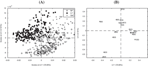 Figure 7. PLS-DA score plot of the two first loading vectors (LV); A: illustrating the separation of the three beef muscles for the different animal types (BF: biceps femoris; LT: longissimus thoracis; SM: semimembranosus), and loading plot; B: depicting the contribution of the wavelengths to the muscles discrimination.