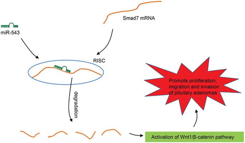 Figure 5. The schematic map of miR-543/Smad7/Wnt/β-catenin involved in the progression of PA. miR-543 down-regulates Smad7 to activate the Wnt/β-catenin signaling pathway, by which miR-543 promotes cell proliferation, migration and invasion in PA. miR-543, microRNA-543; PA, pituitary adenoma.