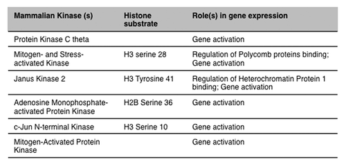 Figure 2. Histone substrate and known function(s) of mammalian kinases binding to chromatin.