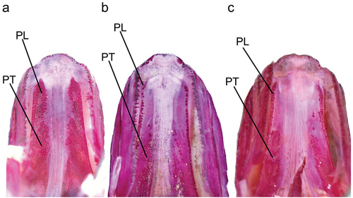 Figure 3. Ventral view of palate: (a) Dussumieria elopsoides (LBRC-F 5042, 110.7 mm SL, Ambon, Indonesia); (b) D. modakandai (KAUM–I. 129055, 145.6 mm SL, off Dong-gang, south-western Taiwan); and (c) D. productissima (NSMT-P 138482, 146.5 mm SL, Shihr, Gulf of Aden, Yemen). PL, palatine; PT, pterygoid; alizarin Red S stain. Abbreviations: LBRC, Technical Implementation Unit for Marine Biota Conservation; KAUM, Kagoshima University Museum; NSMT, National Museum of Nature and Science; SL, standard length.