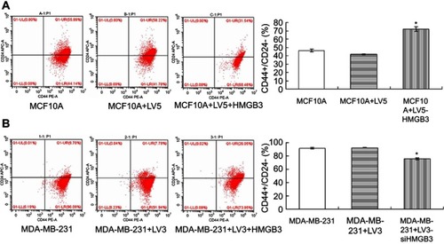 Figure 5 CD44+/CD24– levels detection in MCF10A and MDA-MB-231 cells with flow cytometry assay. (A). CD44+/CD24– evaluation in HMGB3-treated MCF10A cells. (B). CD44+/CD24– evaluation in siHMGB3-treated MDA-MB-231 cells. *p<0.05 vs MCF10A-LV5 cells or MDA-MB-231-LV3 cells.Abbreviation: HMGB3, High-mobility group box 3.