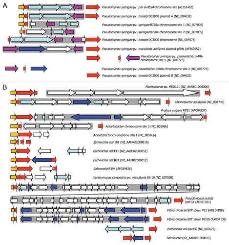 Figure 3 Integron-like elements associated with DNA repair genes. (A) Type III protein secretion effector (T3SE) integron-like elements are associated with rulA (orange) and/or rulB (red) genes in various Pseudomonas syringae genomes; truncated rulB genes have a dotted edge. T3SE (purple) are found in many cases to be associated with an integrase gene (light blue) or sometimes transposases (dark blue). Other genes are shown in white. A “complete” integron insertion within rulAB is observed in Pseudomonas syringae pv. pisi (Ppi) and P. syringae pv. tomato (Pto), whereas there is evidence of erosion of the rulA and rulB genes in other strains. A grey background is used to highlight the more complete integron elements. The accession numbers refer to the source used for identifying these genes and for orientation, the locus tag for the first gene on the left of each diagram is: Ppi (ORFG); Pto DC3000 plasmid A (rulA); P. syringae pv. syringae B728a chromosomal site 1 (Psyr_0735) and site 2 (Psyr_1884); Pto DC3000 chromosome (intergenic rulB fragment between PSPTO_0585 and PSPTO_0586); P. syringae pv. maculicola (Orf2); P. syringae pv. phaseolicola chromosomal site 1 (PSPPH_0782) and 2 (avrB4-1). (B) Evidence of current or ancient integron associations with DNA repair genes such as umuDC and rumAB are seen in a wider range of bacterial genomes. The accession numbers refer to the source used for identifying these genes and for orientation, the locus tag or gene name of the first gene on the left of each diagram is: Marinomonas (MED121_22332); Marinobacter aquaeolei (1208); Proteus vulgaris (orf79); Acinetobacter chr. site 2 (umuD) and site 1 (ruvA); Escherichia coli 101 (samA), F11 (impA), B7A (EcB7A_1674); Salmonella R394 (mucA); Xanthomonas campestris (XCV3904); Pseudomonas putida (ruvA); Vibrio cholerae V21 (rumA) and MO10 (rumA); Escherichia coli pAPEC (O2ColV155); Nitrobacter (NB311A_19467). Note that differences in arrow lengths and a dotted edging for rulB-like genes (red) represent either truncated coding sequences or orphan non-coding sequences.