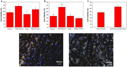 Figure 9. Effect of porous chitosan scaffolds on the proliferation of (a) L929 and (b) BEC in the presence and absence of growth factors (bFGF and TGFβ1) relative to TCPS. Letter a in (a) indicates a significant difference; (c) Cell viability of L929 and BEC co-culture in Pore I and Pore II scaffolds containing TGFβ1 and bFGF, respectively, relative to TCPS. (p < 0.05). Fluorescent images of (d) L929 and (e) BEC cultured on porous chitosan scaffolds containing growth factors bFGF and TGFβ1. Blue represents nucleus on the chitosan scaffold.