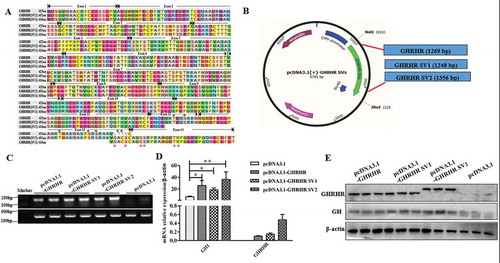 Figure 8. Construction of GHRHR SVs expression vectors and expression detection of GHRHR SVs after being transfected with constructed vectors. (A) Amino acid sequences alignment of protein coded by GHRHR SVs, and the phosphorylation sites at the differential C-terminals have been marked with asterisks. (B) The GHRHR SVs fragmentswere inserted into the pcDNA3.1 vector between EcoRI site and XhoI site. (C) The RT-PCR results of the GH3 cells transfected with pcDNA3.1-GHRHR, pcDNA3.1-SV1, pcDNA3.1-SV2 and pcDNA3.1 vectors. (D) The relative mRNA expression of GHRHR and GH1 in GH3 cells transfected with pcDNA3.1-GHRHR, pcDNA3.1-SV1, pcDNA3.1-SV2 and pcDNA3.1 vectors. (E) GHRHR and GH protein level detection of GH3 cells transfected with pcDNA3.1-GHRHR, pcDNA3.1-SV1, pcDNA3.1-SV2 and pcDNA3.1 vectors. * p < 0.05; ** p < 0.01