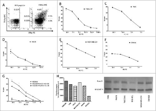 Figure 6. FoxO3118–126-specific T cells recognize and kill a broad variety of cancer cells. (A-G) Cancer patient derived FoxO3118–126-specific T cells responses to melanoma, breast and colon cancer cells, as well as an antigen presenting B cell line were determined by intracellular staining and fluorescence cytometry (A) or cytotoxicity (chromium51 release) assay (B-G). (A) Intracellular tumor necrosis factor α (TNFα) and interferon γ (IFNγ) staining analysis of the FoxO3118–126-specific T-cell culture stimulated with either HIVpol476–484 (left) or FM55-M1 cells (right) at an effector to target cell (EC:TC) ratio of 10:1 for 5 h. (B) Lysis of the HLA-A2+ melanoma cell line FM55-M1 (squares) by a FoxO3118–126-specific T-cell culture at different EC:TC ratios. (C-F) FoxO3118–126-specific cultured T cell-mediated lysis of the HLA-A2+ melanoma cell line FM6 (C), the HLA-A2+ melanoma cell line FM28 (D), the HLA-A2+ breast cancer cell line MDA-MB-231 (E), and the HLA-A2+ colon cancer cell line SW480 (F). (G) FoxO3118–126-specific cultured T cell culture-mediated lysis of the HLA-A2+ EBV transfected B-cell line (KIG-Bcl) alone (circles) versus cells pulsed with long-peptide FoxO3116–138 (stars) or the FoxO3118–126-epitope (squares). (H) Densitometric quantification and blots of the expression of FOXO3 in a Western Blot of the cancer cell lines (FM55-M1, FM6, FM28, MDA-MB-231, and SW480) and the EBV-transfected B-cell line (KIG-Bcl).