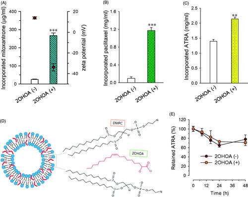 Figure 4. Effects of 2OHOA insertion on the drug-incorporation capacity of liposomes. Effects of 2OHOA insertion on the liposome-incorporated concentration of (A) mitoxantrone, (B) paclitaxel, and (C) ATRA. (A and B) Liposomes were prepared with DMPC alone (24 μmole/ml) or DMPC:2OHOA (molar ratio, 16:8; total, 24 μmole/ml) together with 0.25 mg of mitoxantrone or 1.5 mg of paclitaxel. (C) Liposomes were prepared with DMPC:CHOL (molar ratio, 24:2; total, 26 μmole/ml) or DMPC:2OHOA:CHOL (molar ratio, 12:12:2; total, 26 μmole/ml) containing 2 mg of ATRA. Data are expressed as means ± SD (n = 3; **p < .005, ***p < .0001 compared with 2OHOA-free liposomes). (D) Schematic depiction of the structure of 2OHOA-inserted liposomes. (E) Effect of 2OHOA insertion on the time-dependent leakage of ATRA incorporated in liposomes. Liposomes were prepared as described in (C) and stored at 27 °C up to 48 h.