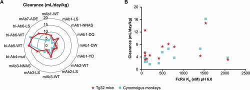 Figure 3. (a) Interspecies clearance comparison of the panel of mAbs and bi-Abs/tri-Abs tested. (b) Relationship between antibody clearance in cynomolgus monkeys/Tg32 mice and binding affinity (KD pH6) for human FcRn. Abbreviations: bi-Ab = bispecific antibody, FcRn = neonatal Fc receptor, KD = dissociation constant, mAb = monoclonal antibody, tri-Ab = trispecific antibody, WT = wild type