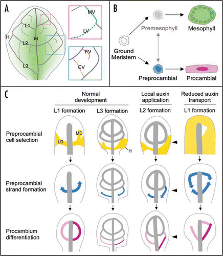 Figure 1 Conceptual summary of dicot leaf vein formation. (A) Schematics of a simplified mature leaf illustrating midvein (M), first, second and third loops (L1, L2 and L3, respectively)—each derived from corresponding lateral (LV) and marginal (MV) veins—free-ending (FV) and connected (CV) higher-order veins, hydathodes (H) and middle-to-margin positions (decreasing green gradient) as used in the text. (B) State transitions in leaf subepidermal cell differentiation. Available evidence suggests that the vein patterning process is limited to ground meristem cells (white), while subepidermal cells that have begun to acquire mesophyll characteristics are incapable of responding to vein-inducing signals.Citation11,Citation13,Citation19,Citation38 Expression of preprocambial (blue) and mesophyll emergence markers seem to identify two mutually exclusive and typically irreversible cell states, one leading to procambium (pink) and the other to mature mesophyll (green) formation. The transition from ground meristem to differentiated mesophyll could conceivably occur through a cell state that is formally equivalent to the preprocambial state in vascular differentiation. However, the existence of such a ‘premesophyll’ state (faded gray), the extent of its stability, its mutual exclusivity or competition with the preprocambial state and its responsiveness to vein-inducing signals still remain open questions. (C) Stage-specific dynamics of leaf vein patterning and their dependency on auxin levels and transport as exemplified for loop formation, but in general equally applicable to all veins. Upper series: PIN1-labeled auxin transport paths corresponding to preprocambial cell selection zones (yellow). Note how loops are composed of a lateral PIN1 expression domain (LD) and an initially free-ending marginal PIN1 expression domain (MD). Further, note slightly expanded PIN1 expression domains in a fraction of hydathode-associated third loops during normal development, broad PIN1 domains on the side of local auxin application (arrowhead) and nearly ubiquitous PIN1 expression upon systemic auxin transport inhibition. Middle series: directions of Athb8/J1721-marked preprocambial strand formation (blue arrows). Note middle-to-margin progression of preprocambial strand formation during normal loop development. Further, note margin-to-middle preprocambial strand extension in a fraction of third loops during normal development and in all loops forming on the side of auxin application. Finally, note co-existence of middle-to-margin and margin-to-middle polarities of preprocambial strand extension during the formation of individual loops in response to auxin transport inhibition. Lower series: gradual appearance of procambial cell identity acquisition (pink to magenta). Note simultaneous differentiation of lateral and marginal procambial strands in normal loop development. Further, note successive formation of lateral and marginal procambial strands in a fraction of third loops during normal development and in all loops formed on the side of auxin application and under conditions of reduced auxin transport. Arrows temporally connect successive stages of vein formation. See text for additional details.