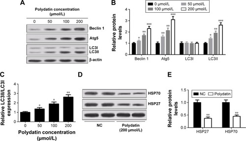 Figure 3 PD induced autophagy in RPMI 8226 cells. (A) Levels of Beclin 1, Atg5, LC3I and LC3II were determined by Western blot after cells were treated with different concentrations (0, 50, 100 and 200 μmol/L) of PD for 24 h. β-actin was used as an internal control. (B) Quantification analysis of relative proteins Beclin 1, Atg5, LC3I and LC3II in RPMI 8226 cells by Western blot. (C) The ratio of LC3II/I was calculated. (D and E) Western blot analysis of HSP70 and HSP27 in RPMI 8226 cells treated with 200 μmol/L PD for 24 h. Each group was analyzed by three independent experiments. Data are presented as mean ± SD. *P<0.05, **P<0.01, ***P<0.001, compared to 0 μmol/L.