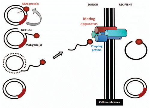 Figure 2 Schematic representing the major events occurring during conjugative DNA transfer. Cell membranes separating donor and recipient bacteria are depicted as solid black lines. The transferring element (plasmid-like in this example) is shown harboring an origin of conjugative transfer (oriT) as well as a mobilization (MOB) protein-encoding segment (Mob genes). As described in the text, a single-stranded DNA molecule is generated during the conjugation process, and translocated to the mating apparatus, of which one member is the coupling protein.