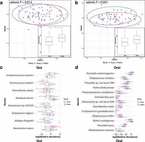 Figure 1. Age-associated changes in the gut and oral microbiomes. A & B: Nonmetric multidimensional scaling (NMDS) plots based on the Bray-Curtis dissimilarity matrix illustrate that the beta diversity was significantly different between the elderly and young groups. The boxplot shows the alpha diversity (Shannon index) of the gut (a) or oral (b) microbiota. Higher levels of alpha diversity were observed in the elderly gut and oral microbiota, but the difference was not statistically significant in oral samples (Wilcoxon test: gut microbial community: p = .038, oral microbial community: p = .146). *p < .05 by Wilcoxon signed-rank test between the elderly and young groups. C & D: Significantly altered species (adjusted p-value < 0.1) of the gut (or oral) microbiota community in the elderly group compared to the young group.