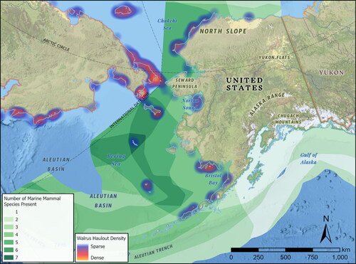 Figure 6. Overlapping areas of distribution of Alaskan marine mammal species, with a heatmap representing the distribution densities of modern walrus colonies in central Beringia. The species depicted are: bearded seal (Erignathus barbatus), northern elephant seal (Mirounga angustirostris), northern fur seal (Callorhinus ursinus), Pacific walrus (Odobenus rosmarus), ribbon seal (Histriophoca fasciata), ringed seal (Pusa hispida), spotted seal (Phoca largha), Stellar’s sea lion (Eumetopias jubatus). All marine mammal distribution data were obtained from the Alaska Department of Fish and Game (2021) and the United States Geological Service (2021).