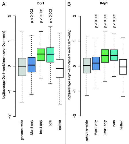 Figure 4. Ima1 shares common targets with the RNAi components Dcr1 and Rdp1. Overview boxplots for (A) Dcr1 and (B) Rdp1 occupancy.Citation32 The boxplots show score distributions over target loci, depending on how they are annotated by the Hidden Markow Model. The P-values were calculated by permutation test. Number of loci plotted per box and genome portion covered: genome wide, 29,697 loci (12.30 Mb); Man1 only, 6,429 loci (3.49 Mb); Ima1 only, 645 loci (0.24 Mb); both, 826 loci (0.41 Mb); neither, 21,797 loci (8.16 Mb).