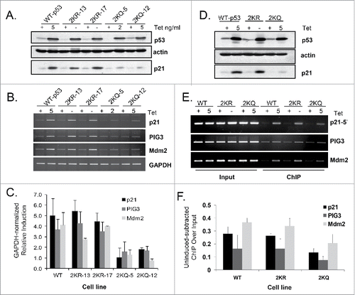 Figure 2. 2KQ-p53 mutants show reduced ability to bind to and transactivate canonical p53 target genes, while 2KR-p53 mutants behave similarly to WT-p53. (A) Western Blot analysis. Tetracycline levels were regulated (as indicated) to express equivalent amounts of wild-type or mutant p53 protein, as determined by immunoblotting with 40 μg of whole cell extract. Levels of p21 protein induction were determined for each cell line and actin levels were assessed as a loading control. (B) mRNA induction by p53 variants. Total cellular RNA was prepared with cells from the same plate as (A) and cDNA was generated from Poly-A mRNA by oligo-dT priming. Two μl of each cDNA reaction was then used as a template in semi-quantitative RT-PCR to amplify the indicated endogenous target. Twenty μl PCR reactions were resolved by agarose gel electrophoresis, stained with ethidium bromide, and visualized on a Kodak gel imaging system. (C) Summary chart showing the average of 3 independent RT-PCR experiments, graphing arbitrary mRNA induction after normalizing to GAPDH and uninduced basal levels. Error bars indicate standard deviation. (D and E) Chromatin binding in vivo. Wild-type p53 (WT-p53), 2KR-17, or 2KQ-12 cell lines were induced with indicated tet amounts for 24 hours, crosslinked, lysed, sonicated, and processed for immunoblotting of p53, actin, or p21 (D) or ChIP (E). p53 immunoprecipitations were performed using a mixture of protein A and protein G beads preincubated with 1801 and DO-1 antibodies. In vivo DNA binding to p21 5′, PIG3 and Mdm2 response elements was determined by PCR using primers specific for regions within these genes. An aliquot of chromatin was taken before the immunoprecipitation and amplified by PCR to determine the relative number of cells in each ChIP sample (‘Input’). (F) Chart representing the average binding of each cell line to the indicated promoter, normalized to input and uninduced (+ tet) basal levels. Error bars indicate the standard deviation of at least 3 independent ChIP experiments.