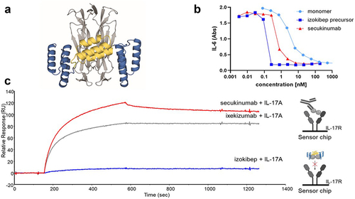 Figure 1. Izokibep structure and binding curves. The ligand trap format of izokibep increased the inhibitory capacity of the molecule compared to the monomeric format and with greater inhibition than secukinumab and ixekizumab, where izokibep blocked IL-17A binding to IL-17 R. (A) the proposed binding mode of izokibep involves simultaneous binding of two IL-17A Affibody affinity domains (blue) on each side of the homodimeric IL-17A target protein (gray), thus improving the potency. The albumin binding domain (yellow) enables high-affinity binding to albumin, extending the plasma half-life. (B) Formatting of the IL-17A-binding ligand trap of izokibep, illustrated by an izokibep precursor (dark blue), resulted in a superior inhibitory profile over the unformatted monomer (light blue) as well as secukinumab (red) in an NHDF cell assay. (C) Binding of IL-17A to IL-17 R in the presence of izokibep (dark blue), secukinumab (red), and ixekizumab (gray), as determined by SPR. Human recombinant IL-17 R was immobilized on a chip and human recombinant IL-17A was injected at a concentration of 50 nM in the presence of izokibep (KD 0.3 pM), secukinumab (KD 60 pM),Citation40 or ixekizumab (KD 2 pM) at a 1:1 ratio,(a concentration much higher than the reported KD values).