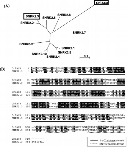 Figure 1  (A) Phylogenetic tree of Chlamydomonas CrSAC3 and Arabidopsis SNRK2s. CrSAC3 and SNRK2.3 are enclosed within bold boxes. (B) Comparison of the amino acid sequence of CrSAC3 and SNRK2.3. Black and gray boxes indicate identical and similar amino acid residues, respectively. Black solid lines and gray dotted lines under the residues indicate Ser/Thr kinase domain and SNRK2 specific domain, respectively.