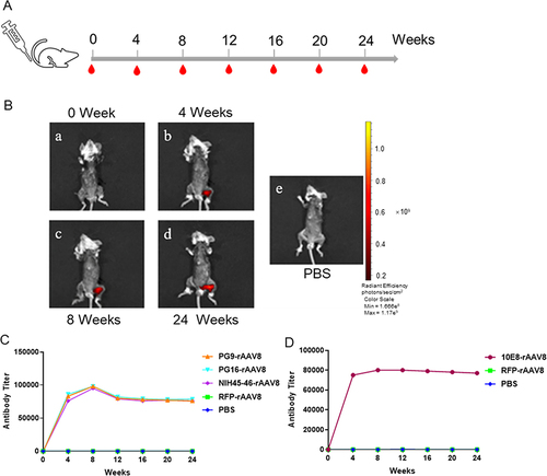 Figure 4 Gene expression mediated by rAAV8s in BALB/c mice. (A) Immunization schedule with a single injection of rAAV8 in BALB/c mice. (B) Biophotonic imaging of rAAV8 expressing RFP in BALB/c mouse muscle at 0, 4, 8, and 24 weeks. PBS is the corresponding control group. (C) The BG505 peptide was used to detect the concentration of PG9, PG16, and NIH45-46 antibodies. (D) Concentrations of the 10E8 antibody were assessed using gp41 protein.