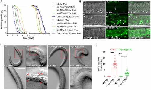 Figure 4. Autophagy overactivation induced by RIKE-1 loss causes cytotoxicity. (A) Mutations in the autophagy-related genes lgg-1, atg-18 and atg-13 partially rescue the short lifespan induced by rike-1 RNAi while LGG-1::GFP overexpression further shortens the lifespan in rike-1 RNAi animals. n = 5 independent biological replicates. Of note, lgg-1(bp500) and atg-18(gk378) mutants show larval lethality; escapers were used for lifespan analysis. (B) DIC and fluorescence images and their overlay in control and rike-1 RNAi (60 h) larvae expressing GFP::LGG-1. rike-1 RNAi generates transparent vacuoles (arrows) in intestine, which is suppressed by atg-18(gk378) mutation. Arrowheads, nuclei. Scale bar: 10 μm. (C and D) The big vacuoles along the animal body observed in rike-1(RNAi) larvae are suppressed by atg-18(gk378) mutation (C). Quantification of vacuole numbers is shown in (D). n = 10 for EV RNAi groups; n = 20 for rike-1 RNAi groups. Scale bar: 50 μm. All statistical analyses were performed using two-tailed unpaired t-tests. Error bars indicate mean ± SEM. ***P < 0.001, ****P < 0.0001. ns, not significant.