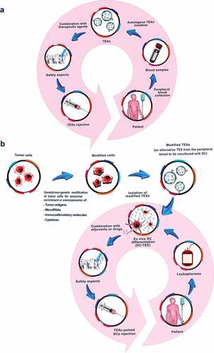 Figure 2. Tumor-derived exosome modulations aiming for increased efficacy of future TEX-based vaccines. (a). Autologous TEXs can be collected from the patients’ peripheral blood. They can be modified by transfection with immune response promoting agents to strengthen the efficacy as vaccine, which treatment may be combined with additional therapeutic agents, either loaded into TEX or independently applied. (b) TEXs can be directly or indirectly modified through overexpression of some tumor antigens, miRNAs, immunostimulatory molecules and cytokines that increase their immunogenic potential. Native or modified TEXs can be used for DC pulsing, the transfer of which provoking a strong immune response, at present, considered as the most effective cancer vaccines. The efficacy of DC-TEX can be supported by cytotoxic drugs, preferentially hampering immunosuppressive cells and agents.