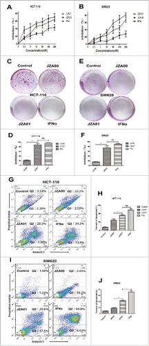 Figure 4. JZA01 inhibits the proliferation, colony formation, and promotes apoptosis of HCT-116 and SW620. (A) HCT-116 or (B) SW620 cells were incubated with different concentrations of JZA00, JZA01, or IFNα for 72 h and proliferation were quantified by MTT assay. Inhibition (%) = (1 − ODexperiment/ODcontrol) × 100%. (C) and (D) HCT-116 or (E) and (F) SW620 cells were diluted to 1000 /mL and incubated in 6-well plates with JZA00, JZA01, or IFNα at 50 nM for 7 d. The numbers of colonies formation was measured by Image-Pro Plus 6.0. Inhibition (%) = (1 − numberexperiment/numbercontrol) × 100%. Quantitative analysis is presented as the mean ± SD, n = 5, *p < 0.05, **p < 0.01, ***p < 0.001. (G) HCT-116 and (I) SW620 cells were incubated with JZA00 100 nM, JZA01 100 nM, or IFNα 200 nM for 48 h and analyzed by flow cytometry following staining with PtdIns and Annexin V. (H) and (J) Annexin V positive cells in Q2 and Q3 were considered apoptotic and are shown quantitatively as the mean ± SD, n = 3, *p < 0.05, **p < 0.01, ***p < 0.001.