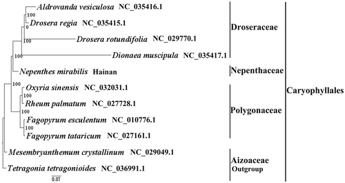 Figure 1. The best ML phylogeny recovered from 11 complete plastome sequences by RAxML. Accession numbers: Nepenthes mirabilis (this study, GenBank accession number:), Dionaea muscipula NC_035417.1, Drosera rotundifolia NC_029770.1, Drosera regia NC_035415.1, Aldrovanda vesiculosa NC_035416.1, Oxyria sinensis NC_032031.1, Rheum palmatum NC_027728.1, Fagopyrum esculentum NC_010776.1, Fagopyrum tataricum NC_027161.1, Mesembryanthemum crystallinum NC_029049.1, Tetragonia tetragonioides NC_036991.1 (lower in the figure).