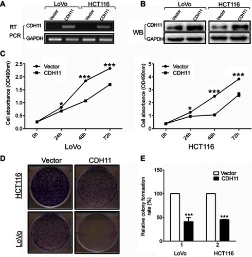 Figure 2 Overexpression of CDH11 inhibits the cell proliferation and colony formation in LoVo andHCT116 cell lines. (A) Expression of CDH11 in vector- and CDH11-transfected cells by RT-PCR. (B) Expression of CDH11by western blot analysis in vector- and CDH11-transfected in CRC cells. (C) CCK-8 assay for cell proliferation of vector-and CDH11-infected CRC cell lines. ***p<0.001, *p<0.05. (D) Representative colony formation assay in LoVo and HCT116 cells infected with the control vector and CDH11-expressing vector. (E) Quantitative analysis of colony formation (***p<0.001).