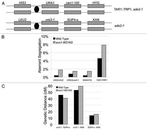 Figure 7 A genetic system to score meiotic recombination was used to analyze recombination in the Roberts mutant. (A) Schematic of the markers contained on Chromosome V. In addition, TRP1 was inserted into the RDN1 repeat in one parent. (B) Aberrant segregation (exceptions to 2:2 segregation) of markers was scored for four different positions in 305 wild-type and 588 mutant tetrads. Two independently isolated strains were used for each genotype. Fisher's exact test indicates no significant differences between mutant and wild-type. (C) The genetic distance was calculated for the three intervals indicated, with the caveat that pink/white color was used to score the SUP4-o locus. Fisher's exact test indicates no significant differences between mutant and wild.