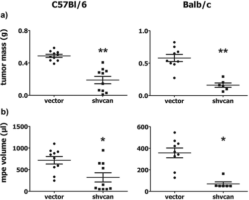 Figure 1. Tumor-derived versican enhances experimental mesothelioma progression.C57Bl/6 and Balb/c mice were euthanized 14 days upon intrapleural injection of control (vector) or versican-deficient (shvcan) AE17 and AB1 mesothelioma cells, respectively. Tumor mass (a) and Malignant Pleural Effusion (MPE) (b) were collected and quantified, *p < 0.05, **p < 0.001 compared to vector. Data are presented as mean ± standard error of mean (sem).