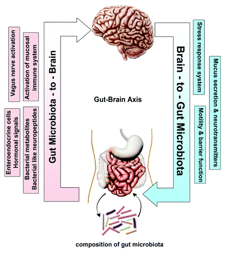 Figure 1. Bidirectional communication between the gut microbiota and the central nervous system (CNS). The composition of gut microbiota could modulate the function of CNS through various communication means including neural (vagus nerve activation), hormonal (enteroendocrine cells and bacterial neuropeptides), humeral (bacterial metabolites) and immunological (activation of mucosal immune system). The Brain-to-Gut microbiota axis is mediated via stress factors, alteration in intestinal permeability and motility and through release of neurotransmitters and mucus.