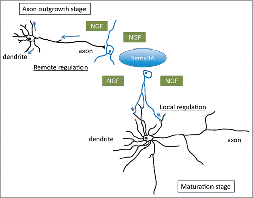 Figure 3. Crosstalk between Sema3A and NGF. The axonal growth cone as a site of Sema3A action responsible for dendritic localization of GluA2 at an early embryonic stage. The site of action may also localize in the somatodendritic regions, especially in mature neurons possessing a long axon and multiple dendrites. Determining neurite extension or retraction and cell survival or death might depend on the balance between the levels of NGF and Sema3A signaling that are initiated.