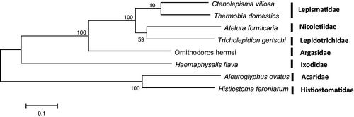 Figure 1. Phylogram based on the mitogenome sequences of Ctenolepisma villosa (MK301436; this study) and three other Zygentoma species (plus four outgroup from Acari). The following mitochondrial genomes were used (accession numbers are in parentheses): Thermobia domestics (NC_006080), Atelura formicaria (EU084035), Tricholepidion gertschi (NC_005437), Ornithodoros hermsi (NC_039832), Haemaphysalis flava (MG604958), Aleuroglyphus ovatus (NC_023778), Histiostoma feroniarum (NC_038207).