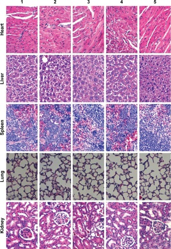 Figure 10 Preliminary toxicity evaluations in the major organs of the intracranial glioma-bearing nude mice after treatment with targeting epirubicin plus celecoxib liposomes.Notes: 1, Physiological saline; 2, free epirubicin; 3, epirubicin liposomes; 4, epirubicin plus celecoxib liposomes; 5, targeting epirubicin plus celecoxib liposomes. Paraffin sections of major organ tissues were stained with hematoxylin and eosin. Images were obtained under a microscope at 40× magnification.