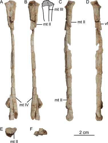 FIGURE 4. Left tarsometatarsus of Harenadraco prima (MPC-D 110/119, holotype). A–F, left tarsometatarsus in A, dorsal, B, ventral with a line drawing of the proximal end on the right, C, medial, D, lateral, E, proximal, and F, distal views. The dashed lines in the line drawing indicate eroded margins. Abbreviations: mt II, metatarsal II; mt III, metatarsal III; mt IV, metatarsal IV; vf, ventral flange.