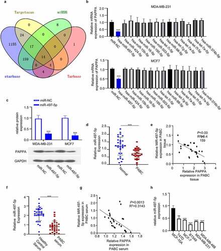 Figure 5. MiR-497-5p negatively targeted PAPPA.