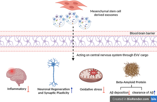 Figure 2 Overview of the beneficial effects of mesenchymal stem cell-derived exosomes on diabetes-associated cognitive impairment (created with BioRender.com).