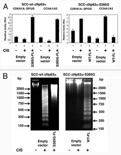 Figure 6. Opposite effect of p-ΔNp63α and ΔNp63α-S385G on regulation of mRNA splicing and DNA fragmentation in SCC cells upon cisplatin exposure. Wt-ΔNp63α cells (left panels) were transfected with an empty vector and ΔNp63α-S385G-FL cassette (S385G-FL), while ΔNp63α-S385G cells (right panels) were transfected with an empty vector and ΔNp63α-FL cassette (WT-FL). Cells were exposed to control medium or 10 μg/ml cisplatin for 16 h. (A) Cells were tested for splicing of p21CIP1/WAF1 (CDKN1A) and expression of CCNA1 and CCNA2 isoforms. (B) Cells were tested for DNA fragmentation.
