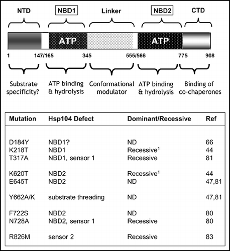 Figure 4 Mutations within the molecular chaperone Hsp104 can give rise to a ‘PSI-No-More’ phenotype. Upper: A schematic representation of the key functional domains of Hsp104 showing the two nucleotide binding domains (ATP; NBD1/NBD2) and the N-terminal (NTD) and C-terminal (CTD) domains plus the linker region between the two NBDs. The proposed functional roles of the different domains are indicated below. See refs. Citation45 and Citation46 for further discussion on the functional organisation of Hsp104. Lower: mutations that have so far been described which give a ‘PNM’ phenotype. The location of the mutations is given together with an indication of whether the mutation in question is dominant or a recessive with respect to the ‘PNM’ phenotype. ND indicates that the dominance/recessive character of the mutant was not reported.Citation1 The single mutations K218T and K620T are also dominant/semi-dominant PNMs in some genetic backgrounds.