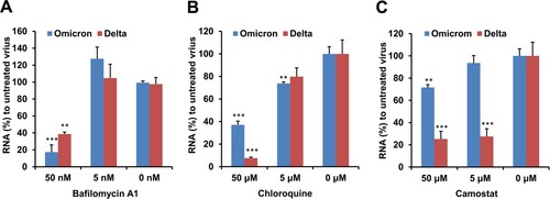 Figure 3. Camostat could not potently inhibit the replication of Omicron variant in VeroE6/TMPRSS2 cells. (A) Bafilomycin A1 inhibited the Omicron and Delta replication in VeroE6/TMPRSS2 cells. (B) Chloroquine inhibited the Omicron and Delta replication in VeroE6/TMPRSS2 cells. (C) Camostat could potently inhibit Delta variant but not Omicron variant replication in VeroE6/TMPRSS2 cells. Cells were pretreated by the indicated bafilomycin A1, chloroquine or camostat before viral infection, 1000 TCID50 of virus was added to cells for infection and then viral RNA copies in cell lysate were measured at 8 hpi by RT-qPCR. Viral RNA (%) was normalized to the viral RNA copy of untreated virus. ** indicates P < 0.01 and *** indicates P < 0.001 when compared with untreated virus. Data are presented as mean ± SD from three independent biological samples.