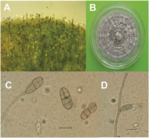 Fig. 2 Gibbago trianthemae. (a) Conidiophores and conidia on infected tissue; (b) Colony on PDA; (c) Conidiophore with apical swelling bearing conidium and detached conidia; (d) Geniculated conidiophore. Scale bar = 20 µm