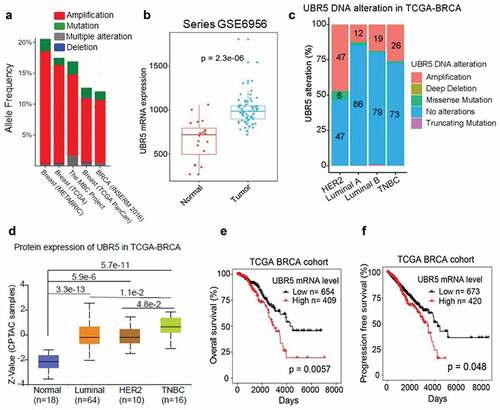 Figure 1. Meta-analysis of UBR5’s involvement in human breast cancers. (a) Analysis of UBR5 gene alterations in human breast cancer studies based on the data of The Cancer Genome Atlas (TCGA) project. (b) UBR5 mRNA level in breast cancer specimens compared to normal breast tissues (TCGA). (c) UBR5 gene alterations in breast cancer subtypes as percentages. (d) UBR5 protein expression in subtypes of breast cancer. (e) Correlation of UBR5 expression with overall survival of breast cancer patients. (f) Correlation of UBR5 expression with progression-free survival