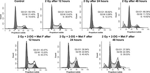 Figure 2 Cell cycle status at different time points of treatment of MCF-7 cell.