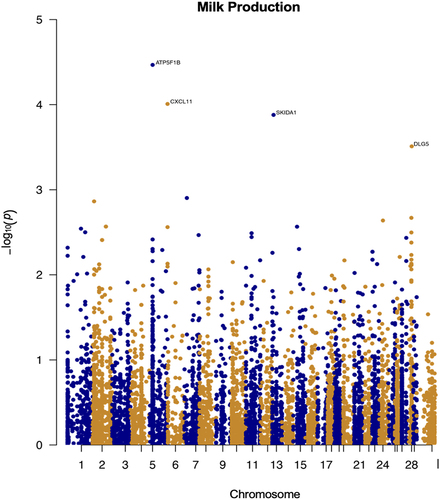 Figure 4. Epigenome-wide association results for milk production. Manhattan plot representing epigenome-wide association results for milk production. CpG sites are shown on the x-axis ordered by position and the y-axis shows the -log10(p) for the association.