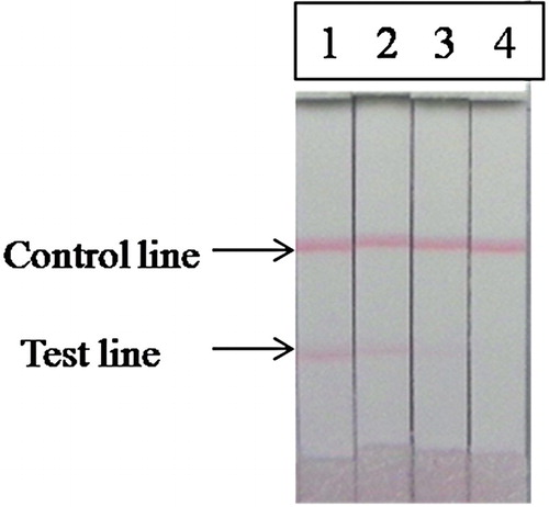 Figure 6. Analysis of sal concentration with strip (1, 0 ng/mL; 2, 1 ng/mL; 3, 2 ng/mL; 4, 5 ng/mL; the strip cut-off completely at 5 ng/mL of sal).
