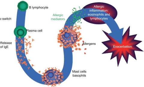 Figure 5 Overview of the allergic cascade. IgE (immunoglobulin E) is produced by the plasma cells, which are derived from B lymphocytes. The IgE moves through the extracellular fluid and vasculature until it binds to a high-affinity receptor, primarily found on mast cells and basophils. Cross-linking of the membrane IgE results in degranulation of the cell with mediator release and the resultant symptoms of asthma.Ledford DK. Expert Opin Biol Ther. 2009;9:933–943. Copyright © 2009. Informa Healthcare. Reproduced with permission of Informa Healthcare.Citation49