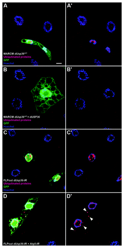 Figure 5. Ubiquitinated proteins accumulate in dUsp36 mutant cells and are eliminated by autophagy. Confocal sections of fat body cells stained with nuclear GFP (green), the FK2 monoclonal antibody detecting ubiquitinated proteins (red), and DAPI (blue). dUsp36 null mutant cells generated by MARCM (A, A’) and dUsp36 RNAi silenced cells generated by FLPout (C, C’) accumulate nuclear ubiquitinated protein aggregates. These aggregates are not observed in rescued cells (B, B’). Cytoplasmic ubiquitinated protein aggregates are observed upon autophagy inhibition in Atg5; dUsp36 double knockout cells. Genotypes: (A, A’) y,w,hsFLP/+; Cg-Gal4, UAS-GFPnls/+; FRT80 dUsp36Δ43/FRT80 TubGal80 (B, B’) y,w,hsFLP/UAS-dUsp36; Cg-Gal4, UAS-GFPnls/+; FRT80 dUsp36Δ43/FRT80 TubGal80 (C, C’) y,w,hsFLP/+; UAS-GFPnls,UAS-dUsp36-IR/+, Ac > CD2 > Gal4/+ (D, D’) y,w,hsFLP/UAS-Atg5-IR; UAS-GFPnls,UAS-dUsp36-IR/+, Ac > CD2 > Gal4/+. Scale bar: 10 µm.