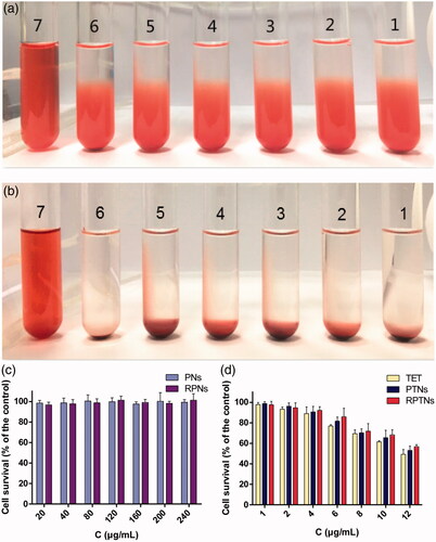 Figure 3. Safety evaluation of the DDS. (a) (b) Result of the RPTNs in vitro hemolysis test after incubation for 3 h and 24 h. (c) (d) Cell survival of 293T cells after treatment with materials and various formulations of TET at different concentration for 24 h. Data were presented as the mean ± SD (n = 6).