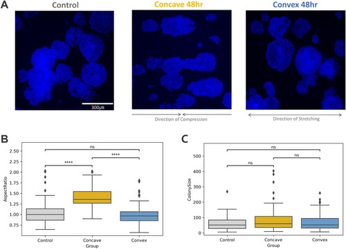 Figure 2. hESC-NE after 48-hour curvature application. (A) Examples of Hoechst images for each condition, control, concave 48hr, and convex 48hr (B) A box with t-test annotation, drawn from the aspect ratio (width/height) data. (Control n = 82, Concave 48hr n = 62, Convex 48 hr n = 120) P-values from Welch’s t-test were marked with asterisks if found significant or marked as ns for non-significance. (ns: p > 0.05. *: 0.01 < p ≤ 0.05. **: 0.001 < p ≤ 0.01. ***: 0.0001 < p ≤ 0.001. ****: p ≤ 0.0001) (C) A box plots with t-test annotation, drawn from the colony size (width * height) data from the same experiment samples.